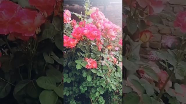 Роза Акрополис, Роза Декор Арлекин, Ставропольский край розам по 2 года смотреть онлайн