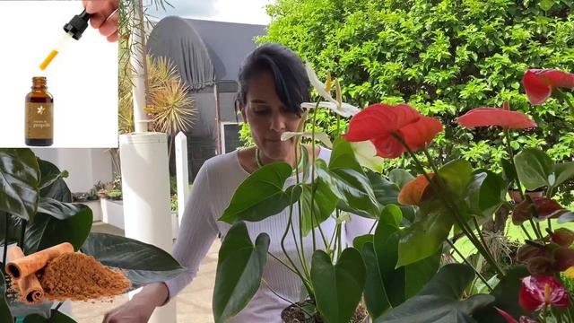 PLANTAS FLORIDAS: Como plantar antúrio e fazer florir? смотреть онлайн
