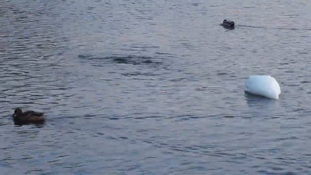 Лебедь Гоша в Гатчинском парке остался один... смотреть онлайн