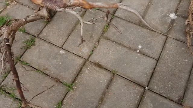 Акваскейп часть 2 Заготовка коряг смотреть онлайн