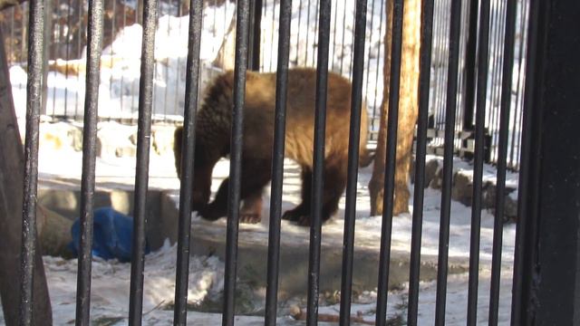 Алтай 17.03.17Новосибирский зоопарк смотреть онлайн