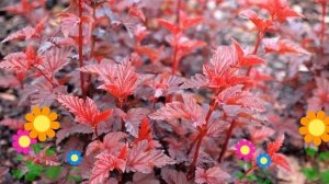 Пузыреплодник калинолистный Lady in Red. Краткий обзор, описание характеристик, где купить саженцы