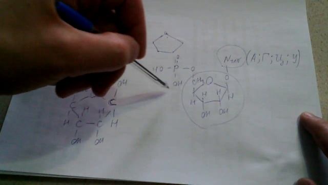 225. РНК. Строение. смотреть онлайн