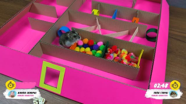 Hamsters In 5-Level Pyramid Maze | Rainbow Maze For Hamsters