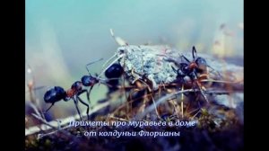 Приметы про муравьев в доме