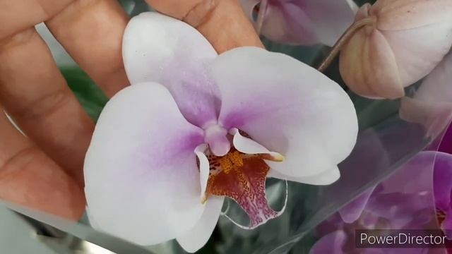 Леруа: Свежие Орхидеи от 355 руб. Фаленопсисы Микро Промо 17 сентября 2021г. смотреть онлайн