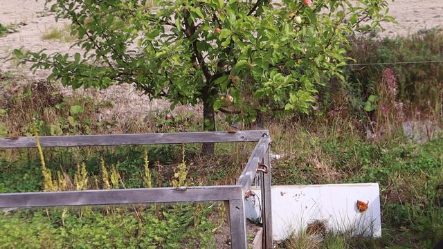 День отъезда из Петрозаводска. Марыся гуляет возле дома в Ужесельге. Пятница, 23 августа 2024 г