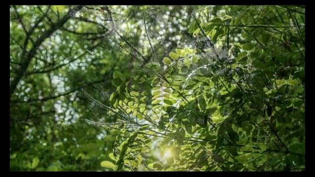 Светловодск, родной город смотреть онлайн