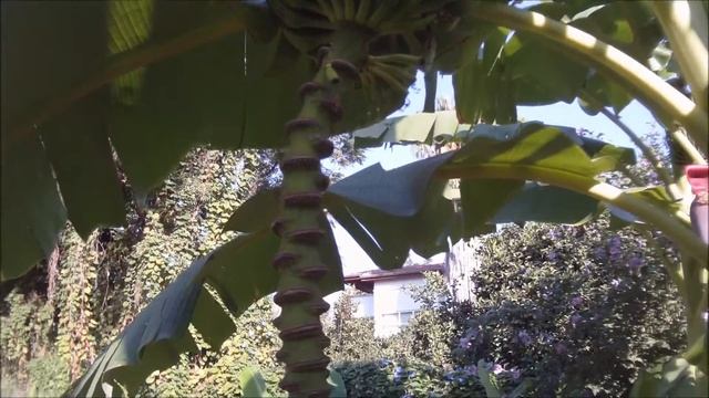 Как растут бананы в отеле. Турция. смотреть онлайн