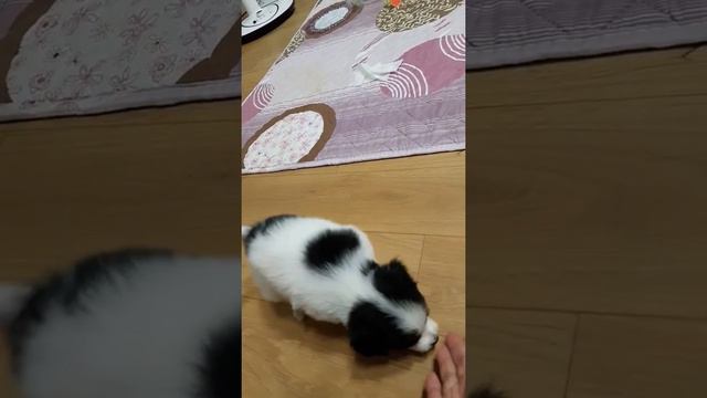 일곱마리 빠삐용 육아일기 장난감 아니다 смотреть онлайн