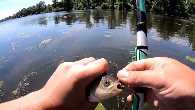 РЫБАКИ В ШОКЕ! СЛОВИЛ ВЕДРО КАРАСЯ ЗА 2 ЧАСА. РЫБАЛКА НА БОКОВОЙ КИВОК. смотреть онлайн