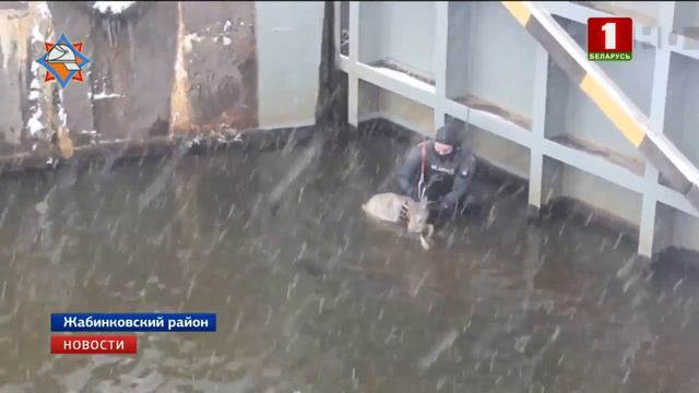 Сотрудники МЧС вытащили из воды косулю смотреть онлайн