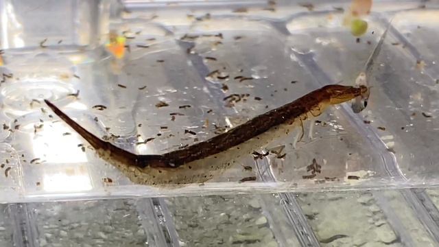 FEEDING A PREDACEOUS DIVING BEETLE LARVAE - INSPECT YOU’RE OUTDOOR GUPPY TUBS! смотреть онлайн