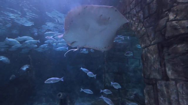 Viaport Marina Tuzla aquarium смотреть онлайн