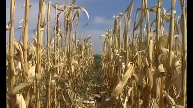 Звук сухой кукурузы.21.9.2014. смотреть онлайн
