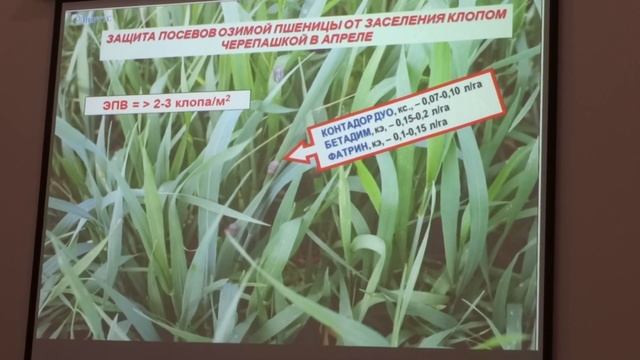 Вредители озимой пшеницы в весенне летний период жужелица, клоп черепашка, трипсы, жук кузька смотреть онлайн