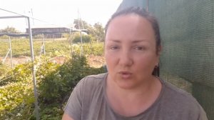 Натягиваем притеняющую сетку над ежевикой и малиной