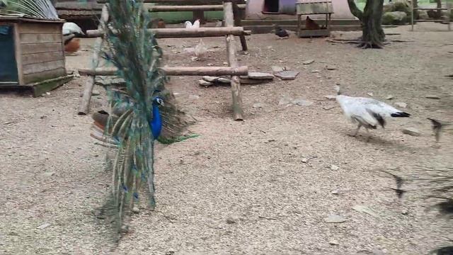 Почему такие роскошные хвосты у павлинов смотреть онлайн