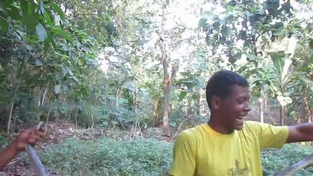 BERBURU ULAR KOBRA JAWA TERBARU ( JAVA INDONESIA) смотреть онлайн