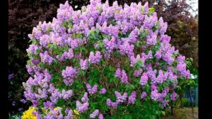 "Этажи леса"