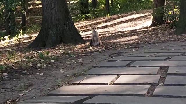 Лис на лестнице к Оперному дому . смотреть онлайн