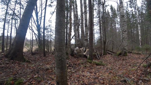 Сбор чаги. 10200р. на чаге за день. 170 кг. чаги за один день. Легко!!! смотреть онлайн