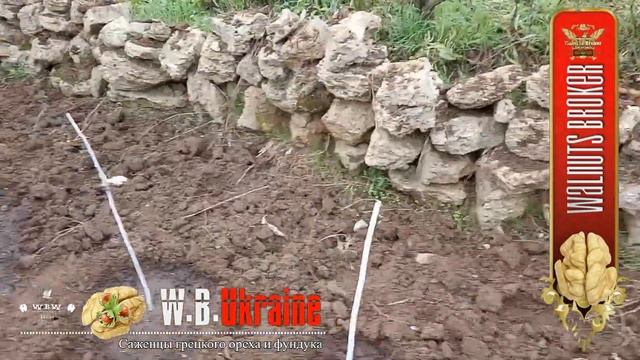 На 20 соток нужно 80 саженцев ореха Кочерженко. Walnuts Broker смотреть онлайн