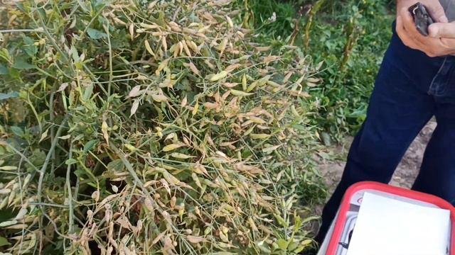 Профессионал и Услуги