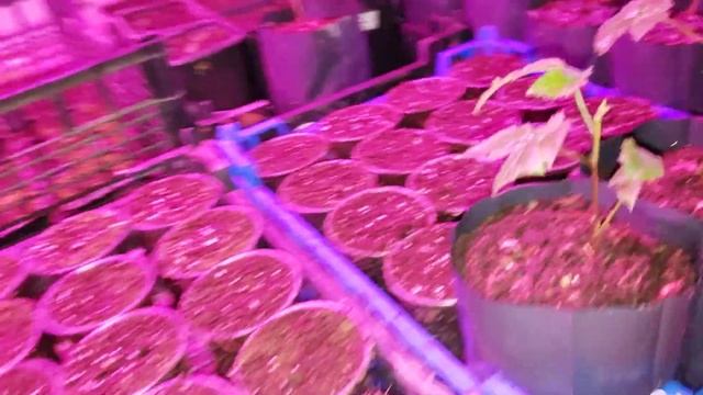 Обзор моих растишек малины и ежевики на 31 января 2023г. смотреть онлайн