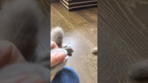 Как стричь когти котятам