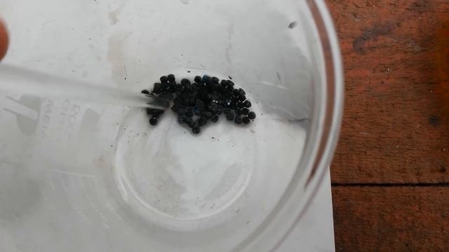 Золото со 100 штук транзисторов КТ203 и им подобным.