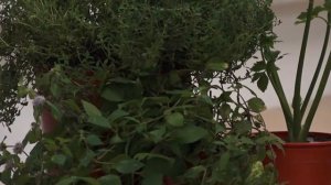 Ганичкина LIFE! Парша! Пересадка комнатных цветов! Увеличиваем урожай малины! Консервация!