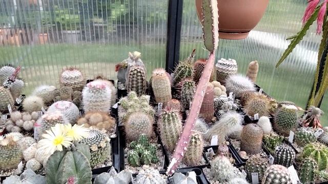 Горшки для кактусов.Полив кактусов.Отделение деток от кактуса.Цветение.Литопсы в июне. смотреть онлайн