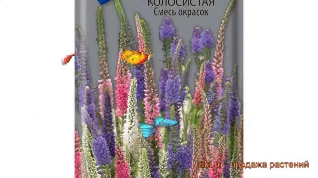 Вероника колосистая Смесь окрасок (smes okrasok) ? обзор: как сажать, семена вероники Смесь окрасок смотреть онлайн