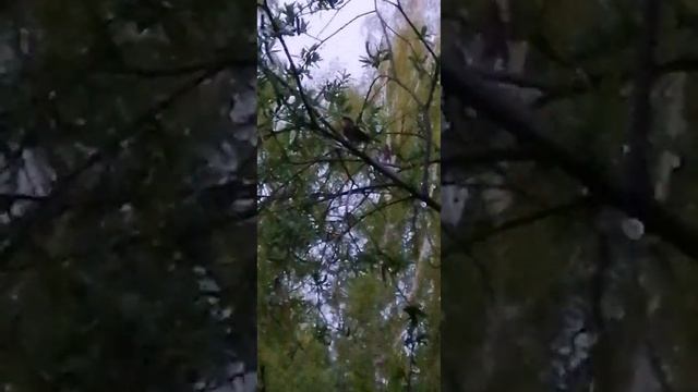 Ловля певчих птиц. Соловей красношейка. ТРОФЕЙНЫЙ смотреть онлайн