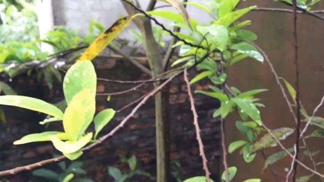 iPhone 5s Camera Autofocus Test смотреть онлайн