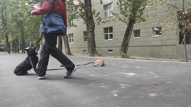 Старательный шипперке учится быть послушным смотреть онлайн