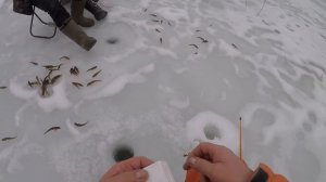 удачная ловля зимнего пескаря со льда