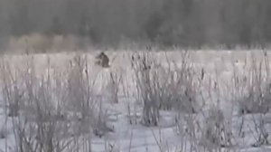 Волк на манок "крик раненого зайца"