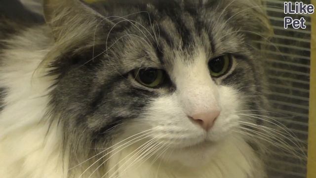 6 пород кошек, любящих воду смотреть онлайн