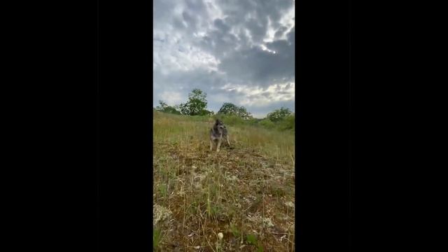Как дорога ранним утром на ночную не похожа... смотреть онлайн