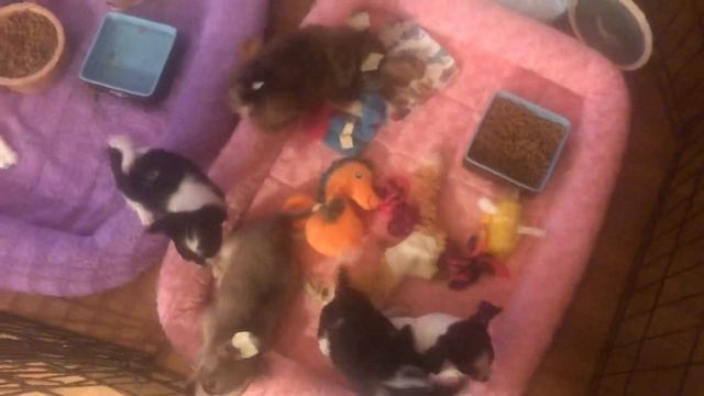 Experienced chihuahua breeder shows how to prepare for one of her puppies смотреть онлайн