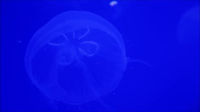 This Jellyfish Never Dies! *Turritopsis Dohrnii*
