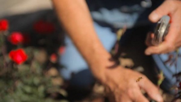 DIY Winter Pruning for Knockout Roses : Fall & Winter Gardening Tips