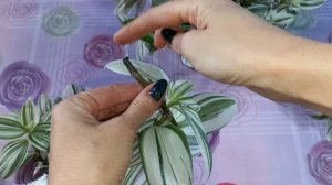 Не надо так сажать ТРАДЕСКАНЦИЮ?Получается ерунда?Белоцветковая?Быстрое размножение?Грунт?Полив?