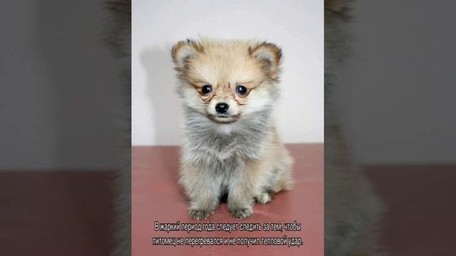 Смесь чихуахуа и шпица: описание породы собак смотреть онлайн