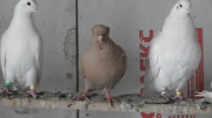 Профессиональные бойные голуби в моем понимании!