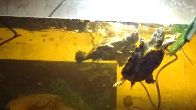 (Трейлер) Terra - всё о содержание пресноводных черепах для вашего дома :3 смотреть онлайн