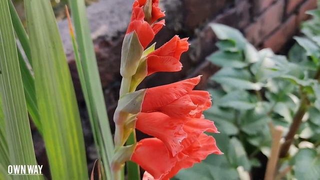 Gladiolus | আমাদের ছাদ বাগান | смотреть онлайн