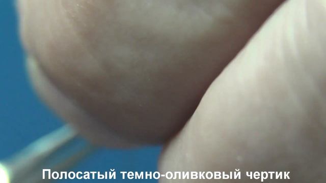 Dark Olive Devil.Полосатый темно оливковый чертик смотреть онлайн